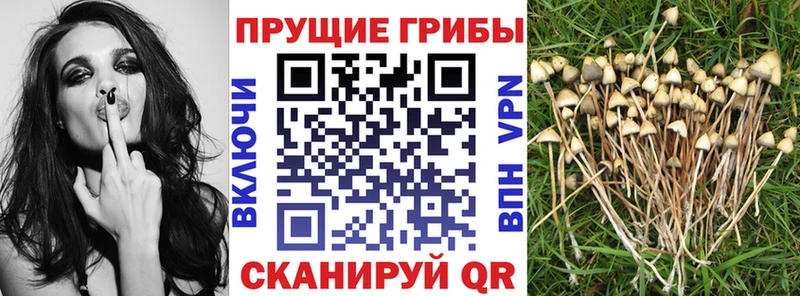 Купить где  Углич  Галлюциногенные грибы Cubensis 